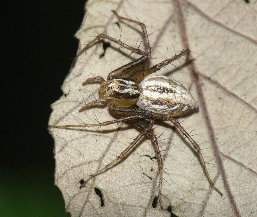 Oxyopes sp.